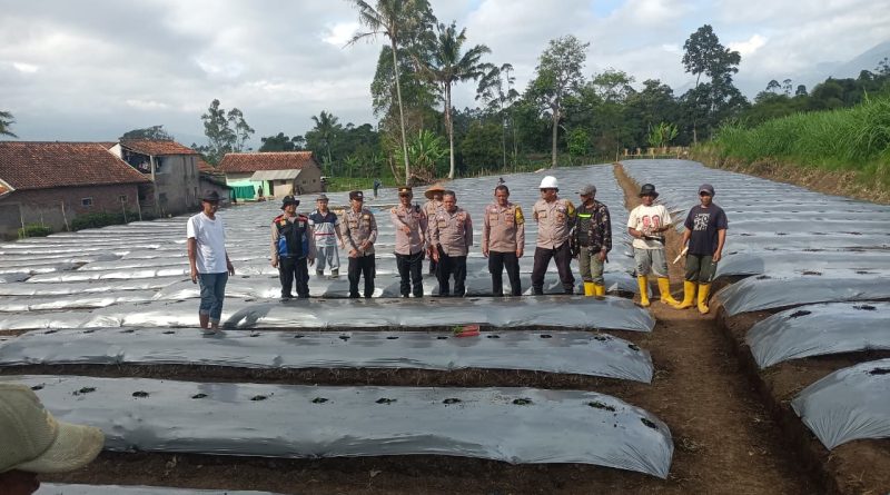 Polsek Pasirwangi Sulap Lahan Tak Produktif Jadi Kebun Cabai, 10 Ribu Bibit Ditanam Dukung Ketahanan Pangan