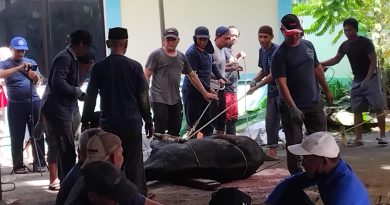 Masjid Raya Alsakar Melaksanakan Pemotongan Hewan Kurban dan penyaluran Daging Kurban