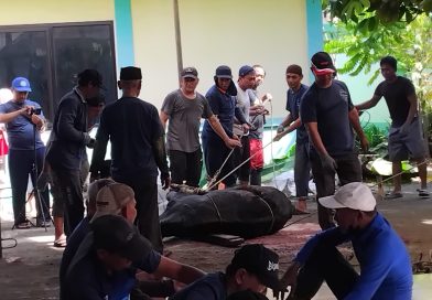 Masjid Raya Alsakar Melaksanakan Pemotongan Hewan Kurban dan penyaluran Daging Kurban