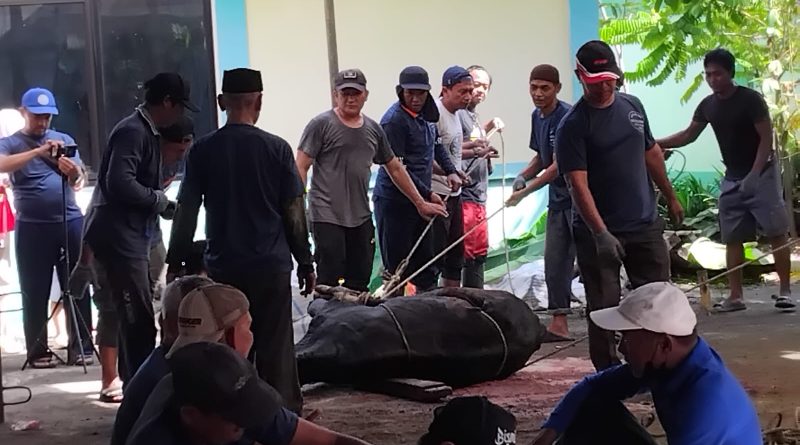 Masjid Raya Alsakar Melaksanakan Pemotongan Hewan Kurban dan penyaluran Daging Kurban