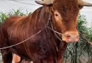 Bupati Karawang pantau langsung Pemotongan Hewan Kurban 1,2 Ton Sapi Bantuan Presiden Republik Indonesia Prabowo Subianto