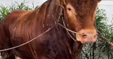 Bupati Karawang pantau langsung Pemotongan Hewan Kurban 1,2 Ton Sapi Bantuan Presiden Republik Indonesia Prabowo Subianto