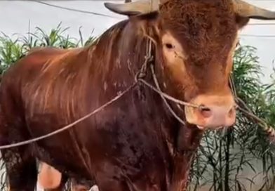 Bupati Karawang pantau langsung Pemotongan Hewan Kurban 1,2 Ton Sapi Bantuan Presiden Republik Indonesia Prabowo Subianto