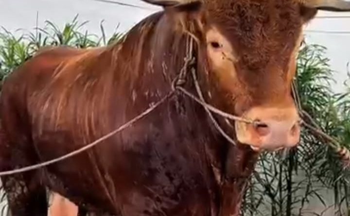 Bupati Karawang pantau langsung Pemotongan Hewan Kurban 1,2 Ton Sapi Bantuan Presiden Republik Indonesia Prabowo Subianto