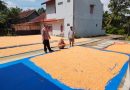 Dalam Rangka Perkuat Ketahanan Pangan Polri, BPP, Bulog dan Petani Bersatu Wujudkan Swasembada Jagung, AKP Budiman Suhardiana: Ketahanan Pangan Adalah Ketahanan Bangsa